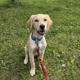 Apple - Golden Retriever