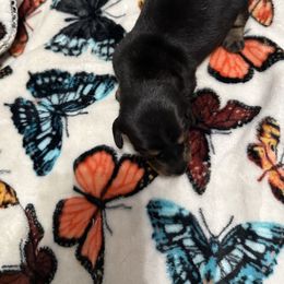 Black boy - Black and tan male Dachshund puppy in Rome, Georgia from Jade’s Dachshunds