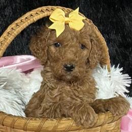 Yellow girl - Apricot female Poodle puppy in Bowling Green, Kentucky from Ritzy Red Poodles