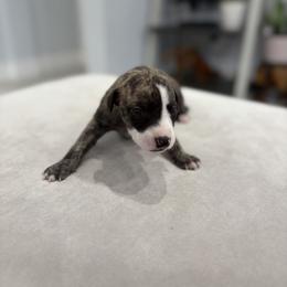 Leopard - Fawn brindle female Whippet puppy in Fort Myers, Florida from Rainbow Whippets