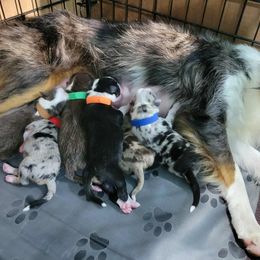 BLUE COLLAR (NOT TAKING DEPOSITS YET) - Blue merle male Toy Australian Shepherd puppy in Norwood, Missouri from Looney Farm’s Toy & Mini Aussies