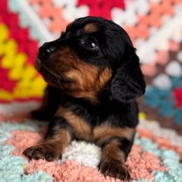 Raney - Black and tan female Dachshund puppy in Fayetteville, Arkansas from Natural State Dachshunds