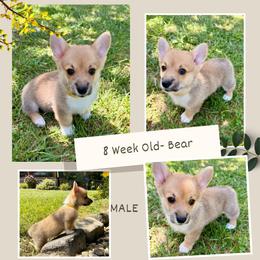 Bear - Fawn male Pembroke Welsh Corgi puppy in Maryville, Tennessee from R & T Farms