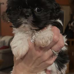 Suzy Q - Black and white female Shih Tzu puppy in Nekoosa, Wisconsin from Brox Acres House of Fur LLC