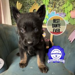 Dante - Bi-color male German Shepherd puppy in Livingston, Kentucky from Illyria Dox & GSD