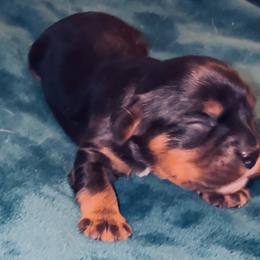 Lucy - Black and tan female Cavalier King Charles Spaniel puppy in Lawton, Oklahoma from Wild Wishes Cavaliers