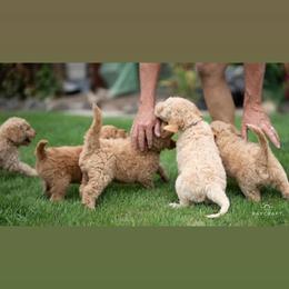 Goldendoodle Puppies from Columbia River Doodles