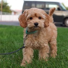 Cockapoo and Goldendoodle Puppies from Forest Creek Kennel