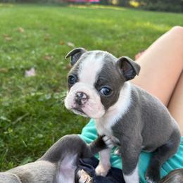 Suzy - Blue female Boston Terrier puppy in Yale, Michigan from Smith Sister Kennels