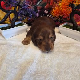 Roxanne - Chocolate and tan female Dachshund puppy in Eureka, California from Wigglebutts Mini Dachshunds