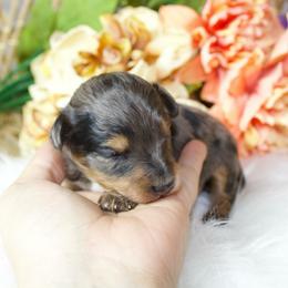 Blue Merle Boy - Blue merle male Aussiedoodle puppy in Belgreen, Alabama from Scott’s Farm Poodles and Doodles