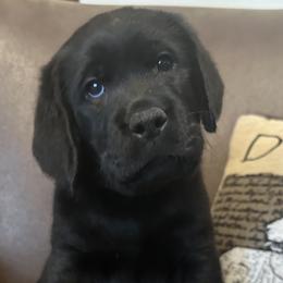 Boy 1 - Labrador Retriever puppy in Colorado from Armory Labradors