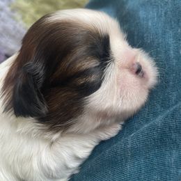 Lady - Red and white female Shih Tzu puppy in Hemet, California from Aloha Shih Tzu