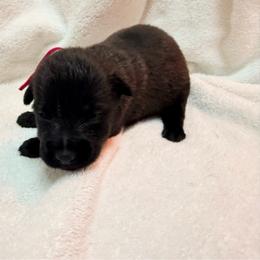 Pink Collar - Mahogany female Belgian Malinois puppy in Trenton, Georgia from Laeknir K9