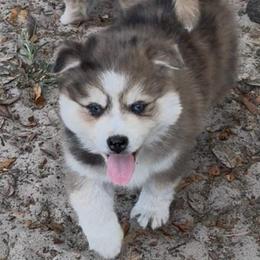 Dazzle - Merle female Pomsky puppy in Spring Hill, Florida from PDQ Pomskies