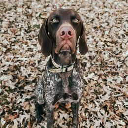 German Shorthaired Pointers from Peters Built Pointers