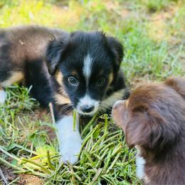 Georgie - Black tri male Toy Australian Shepherd puppy in Garvin, Oklahoma from Hochatown Awesome Aussies