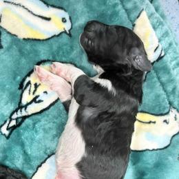 Valor - Parti male Poodle puppy in Meadowbrook, California from Standard Poodle Pups