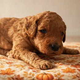 Boy 2 - Red  male Poodle puppy in Mc Henry, Illinois from Sunset Maple Poodles