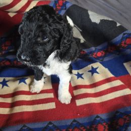 Springerdoodle Puppies from 64 Farm