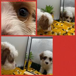 Sabrina - Blenheim female Cavapoo puppy in Wayland, New York from Loris Pampered Pooches💕
