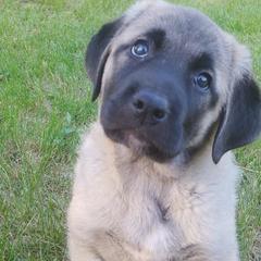 Anatolian Shepherd Dog Puppies from Mythos Anatolian Shepherds