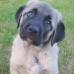 Anatolian Shepherd Dog Puppies from Mythos Anatolian Shepherds