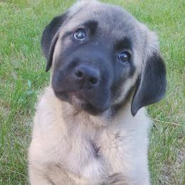 Anatolian Shepherd Dog Puppies from Mythos Anatolian Shepherds