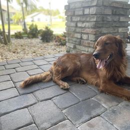 Golden Retriever Puppies from Lake Van Kennels