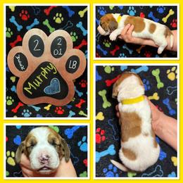 Yellow Collar - Mahogany and white male Basset Hound puppy in Hamilton, Indiana from Cam’s Country Bassets