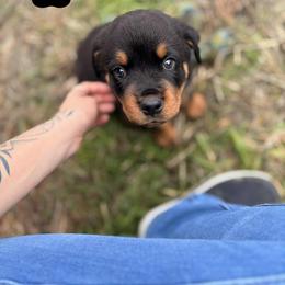 Lily - Black and mahogany female Rottweiler puppy in Tangent, Oregon from Raya's Royals