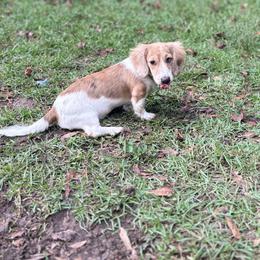 Kovu - Dachshund