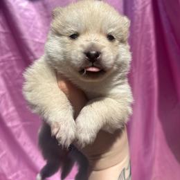 Bee - Red and white female Pomsky puppy in Oak Harbor, Washington from Island Pomskies