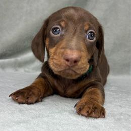 Male 3 - Chocolate and tan male Dachshund puppy in Birmingham, Alabama from LongBottomDachshunds