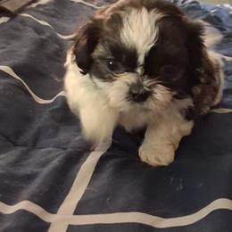 Bella - Gold and white female Shih Tzu puppy in Lake Worth, Florida from Shih Tzu Cottage