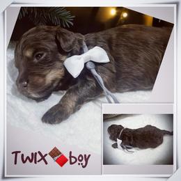 TWIX - Brown and white male Aussiedoodle puppy in Houston, Texas from Jomelkin Furry Pals
