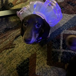 Daisy - Dachshund