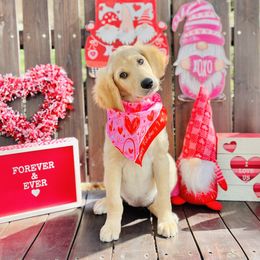 Goldendoodle Puppies from Charming Doods