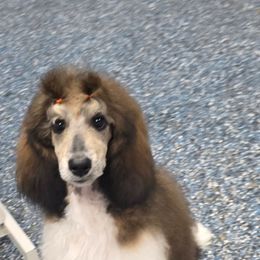 Provolone - Sable female Poodle puppy in Parker, Colorado from Pawsh K9’s