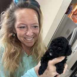 Saint - Black & tan tri-color male Maltipoo puppy in Apple Valley, California from Boujeepups