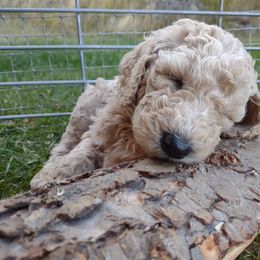 Poodle Puppies from All Poodle No Doodle