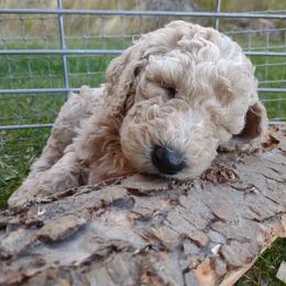 Poodle Puppies from All Poodle No Doodle