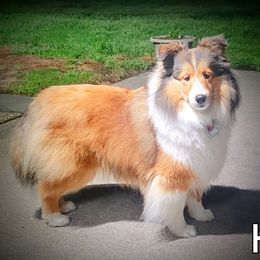 Issy - Shetland Sheepdog