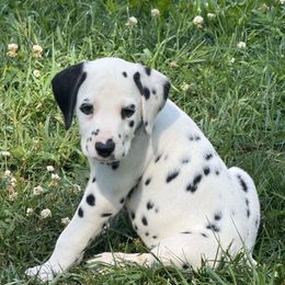 Boy 3 - White and black male Dalmatian puppy in Newfoundland, Pennsylvania from Poconopaws