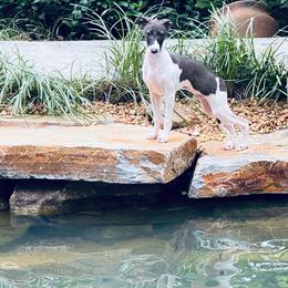Happy boy 1 - Seal male Italian Greyhound puppy in North Carolina from Celtic Sighthounds