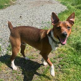 Koda - Rat Terrier