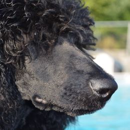 Poodle Puppies from D and D Standard Poodles