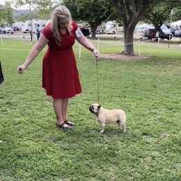 French Bulldog All Grown Up from HDH French Bulldogs