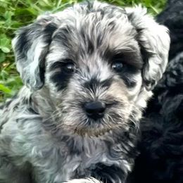 Bluebell - Merle female Goldendoodle puppy in Kansas City, Missouri from Beary GoldenDoodles