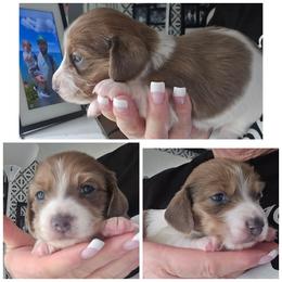 Blue based shaded cream piebald - Blue and cream female Dachshund puppy in Port Charlotte, Florida from Vicki's Dachshund Crossing